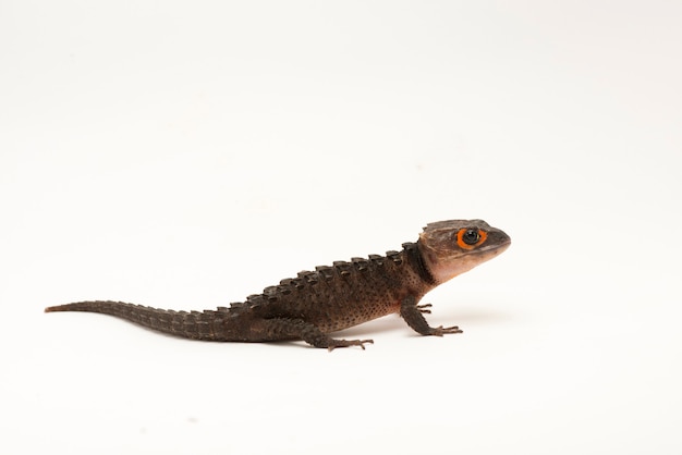 crocodile  skink  on white  background