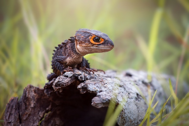 열 대 숲에서 나무에 악어 skink