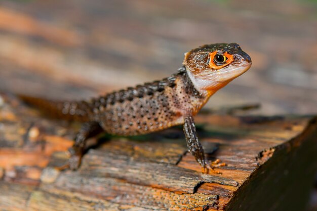 crocodile skink  on the wood in tropical  garden