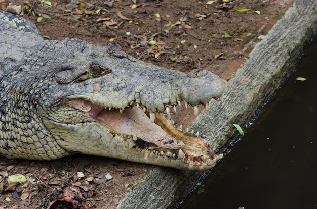 Crocodile sleeping