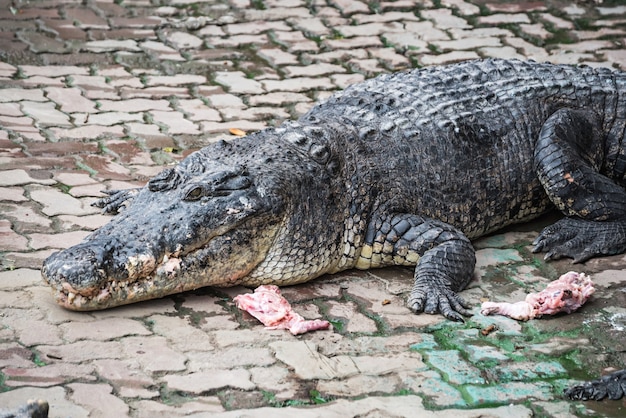 crocodile sunbathing in farm