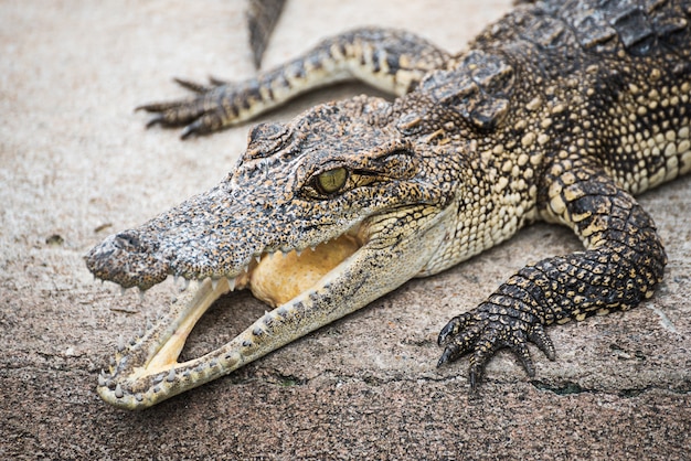 crocodile sunbathing in farm