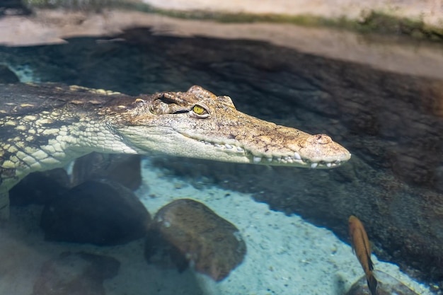 密閉された水族館の人工プールで泳ぐワニ