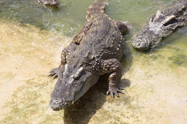 The crocodile swimming on the river near canal