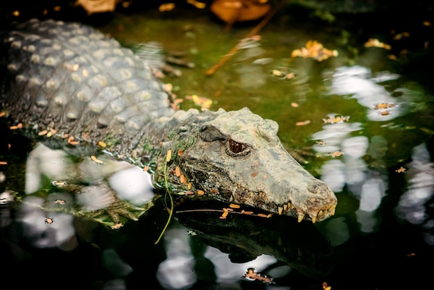 crocodile swims in swampy river or lake Hunting crocodile