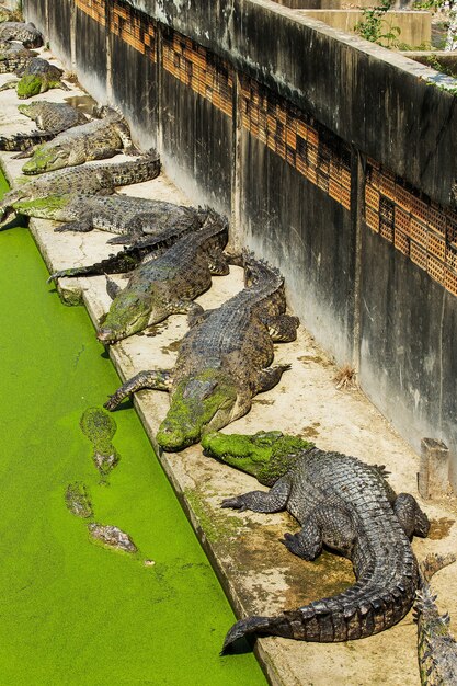 Coccodrillo in tailandia