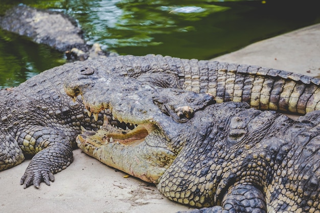 Crocodile types of amphibians 