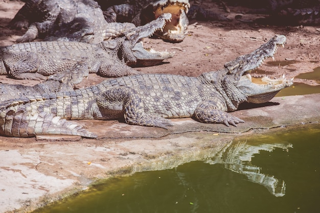 Crocodile types of amphibians 