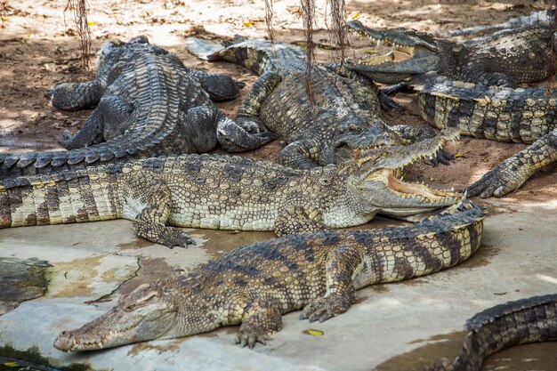 Crocodile types of amphibians 