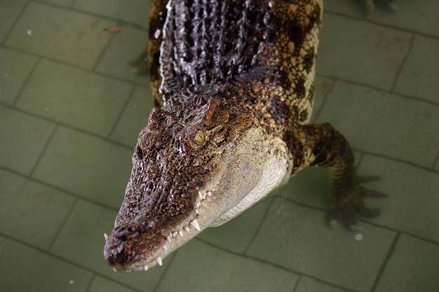 Crocodile in the water, In Pattaya Crocodile Farm and Zoo, Thailand