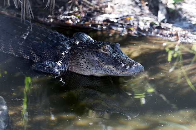 Crocodile in the water in the wild