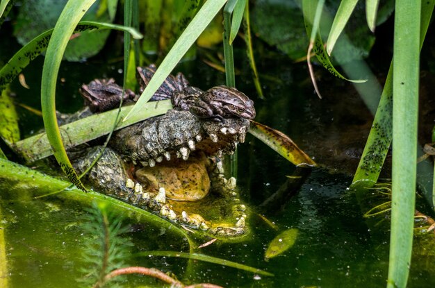 Photo crocodile in water