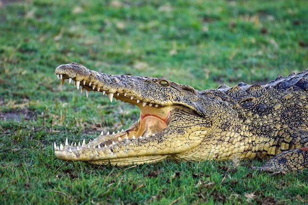 Photo crocodile wild animal animal picture