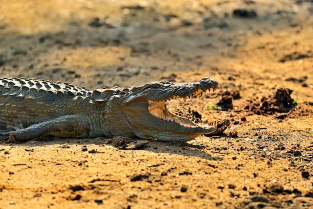 Coccodrillo allo stato brado sull'isola dello sri lanka