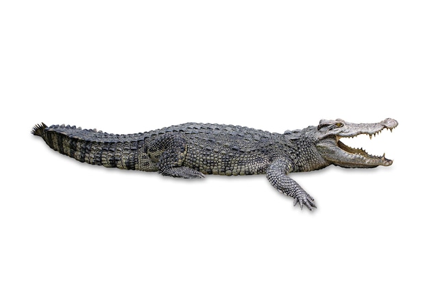 A crocodile with its mouth open and its mouth open.