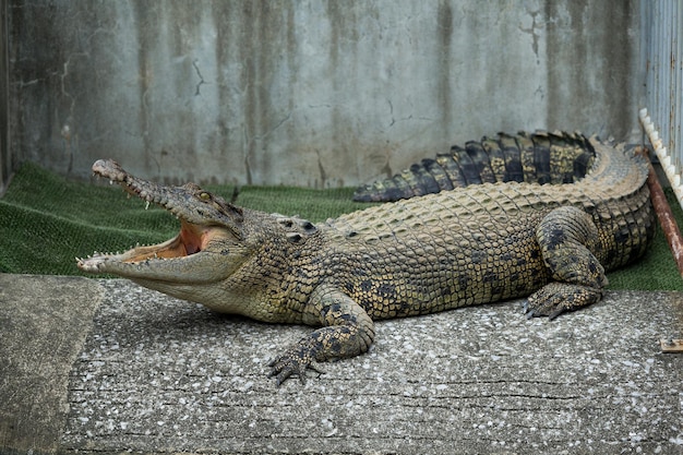 Crocodile with open mouth