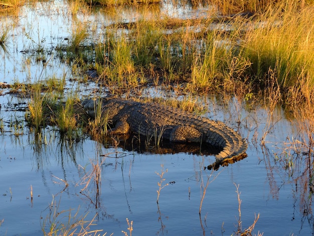 Il coccodrillo nel fiume zambesi botswana africa