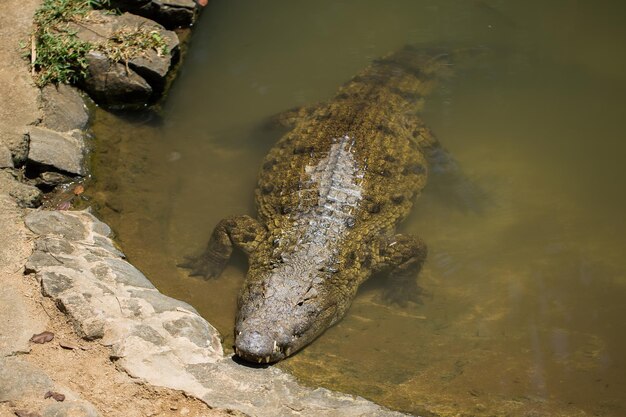 Crocodile in the zoo