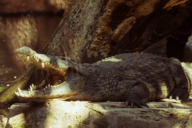 Photo crocodile