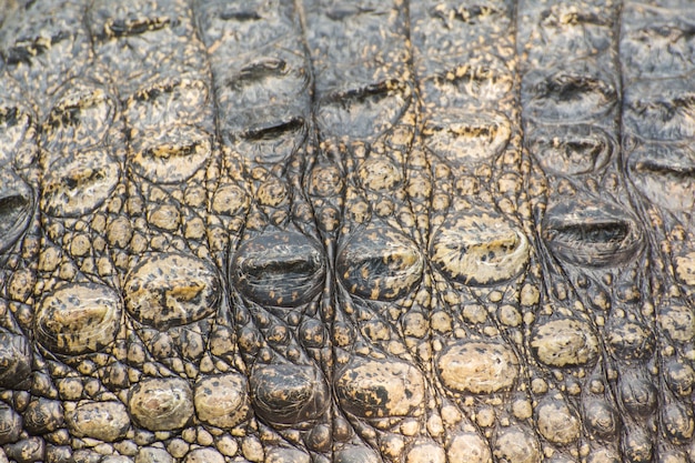 Crocodile