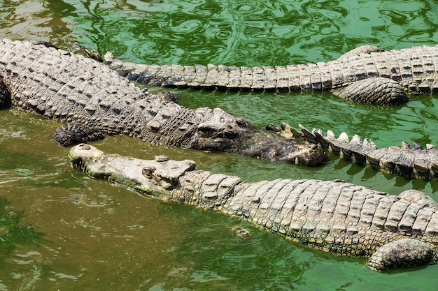 Crocodile