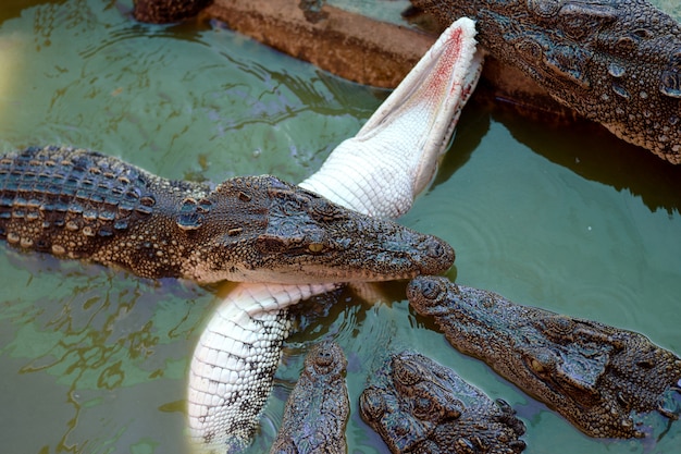 Crocodile