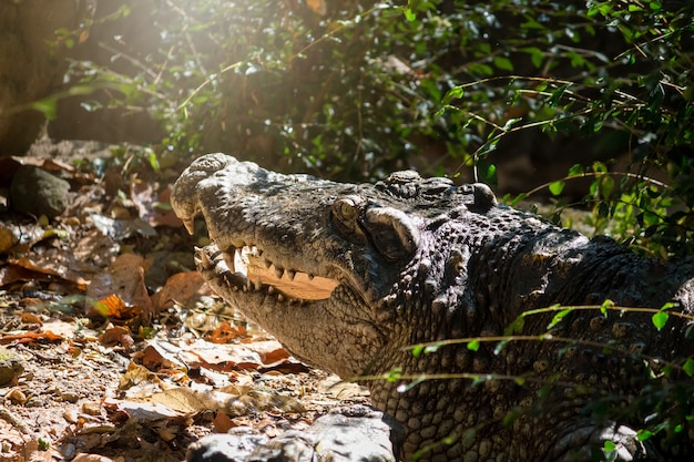 写真 ワニは動物園として太陽を浴びる