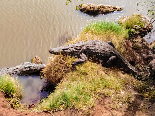 Крокодилы у реки в Сенегале