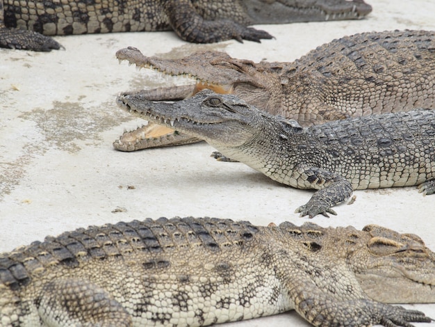 Crocodiles close up in Thailand  