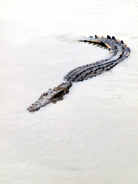 Crocodiles close up in Thailand