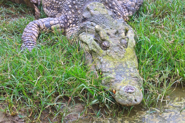 Crocodiles in a farm