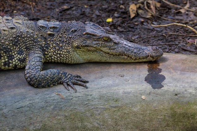 Crocodiles in a farm