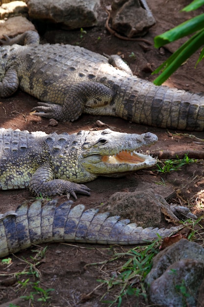 Крокодилы, принимающие солнечные ванны в Южной Америке