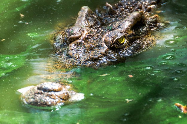 写真 緑の湿地のワニ