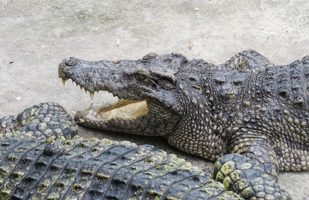 Crocodiles open mouth at farm.