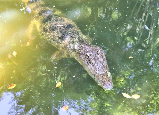 Крокодилы в пруду животные в зоопарке