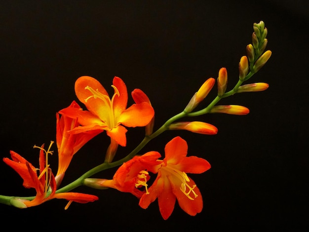 검은 배경에 Crocosmia Aurea 떨어지는 별 발렌타인 꽃