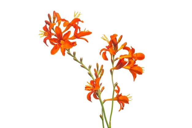 Crocosmia flower orange isolated on white background. Creative, flat lay, top view