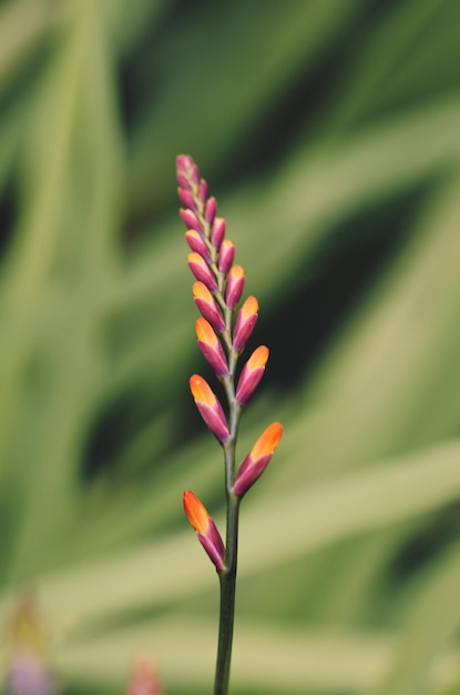 초점이 맞지 않는 배경의 Crocosmia 꽃 선택적 초점 복사 공간 Crocosmia