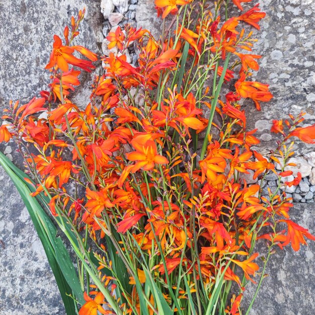 Crocosmia