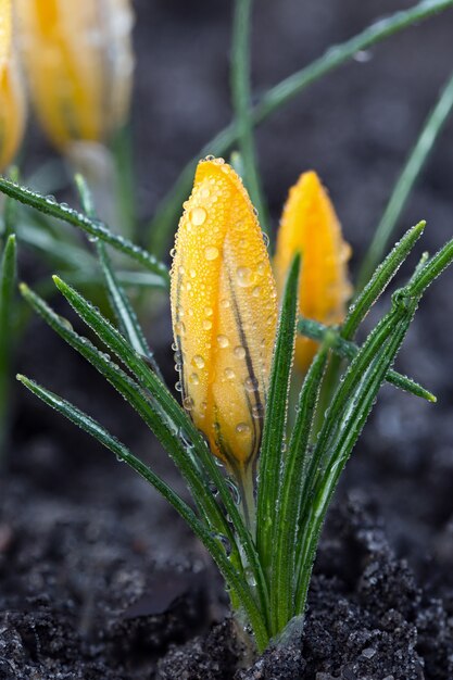 Crocus Bud met dauwdruppels.