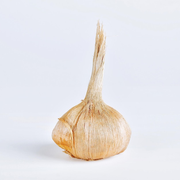 Crocus bulb sativus on a white background Bulbs for planting saffron for getting the spice saffron