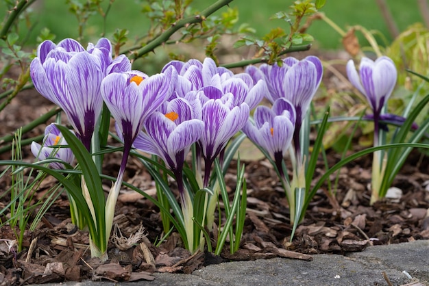 Crocus close-up van de bloemen van de lente