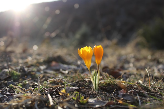 Crocus flavus flowers in the grass with the sun shining on it