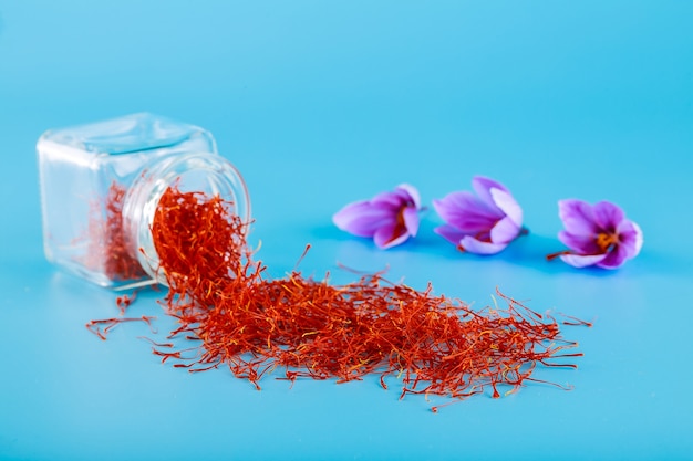 Crocus flower and dried spice saffron stamens on blue background.