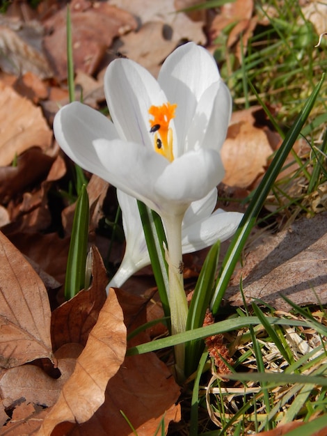 A crocus flower in the forest