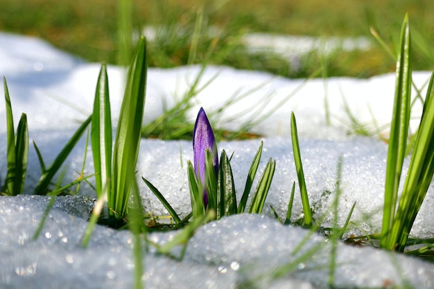 crocus flower and green grass in the snow.Flowers in the snow. Spring season