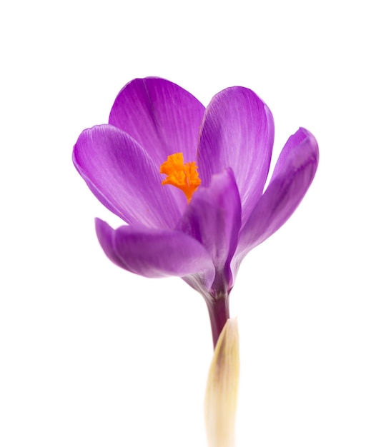 Crocus flower isolated on white surface