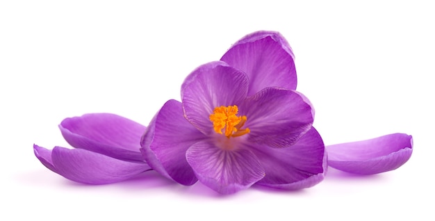 Crocus flower isolated on white surface