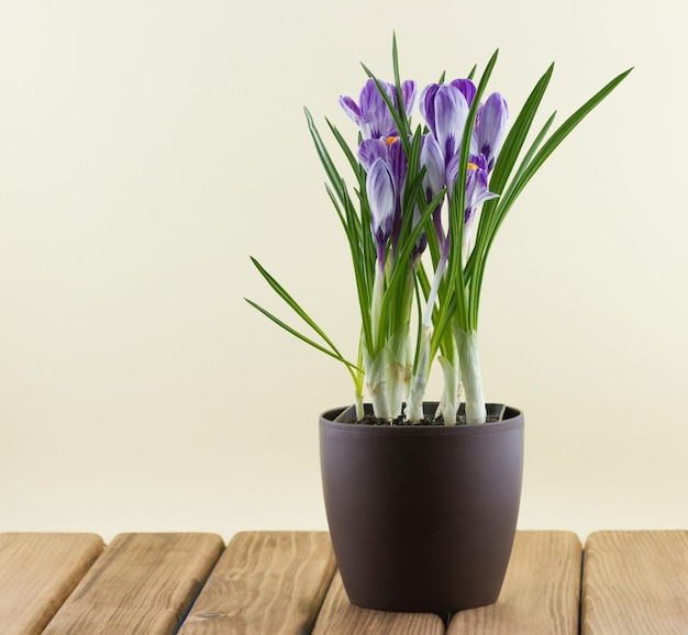 Crocus flower in a pot